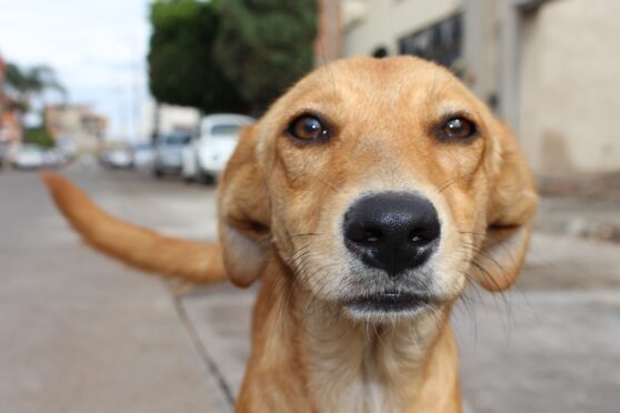 Life of a Street Dog